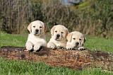 LABRADOR 304